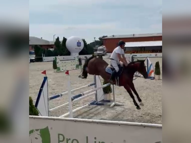 Polish Warmblood Mare 12 years 16 hh Brown in Papenhagen