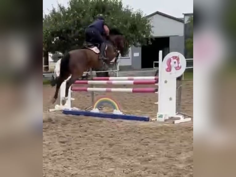 Polish Warmblood Mare 12 years 16 hh Brown in Papenhagen