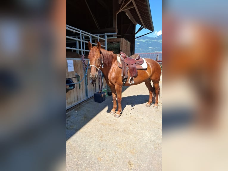 Polish Warmblood Mare 12 years 16 hh Chestnut in Nenzing