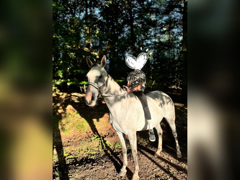 Polish Warmblood Mare 13 years 15,2 hh Gray-Dapple in Tholey