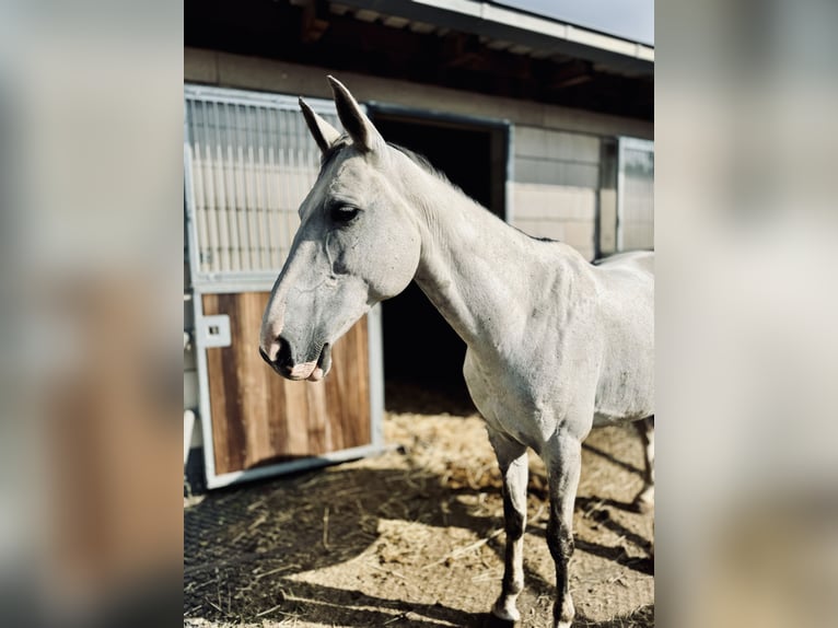 Polish Warmblood Mare 13 years 15,2 hh Gray-Dapple in Tholey