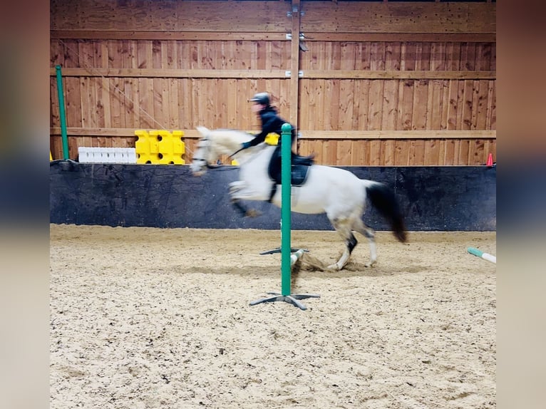 Polish Warmblood Mare 13 years 15,2 hh Gray-Dapple in Tholey