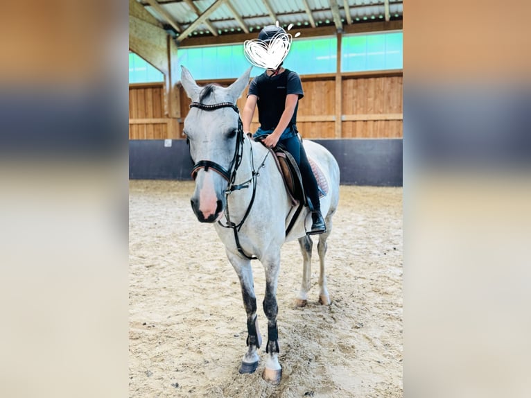 Polish Warmblood Mare 13 years 15,2 hh Gray-Dapple in Tholey