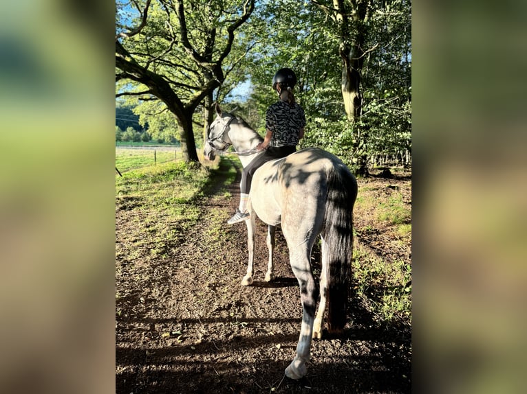 Polish Warmblood Mare 13 years 15,2 hh Gray-Dapple in Tholey