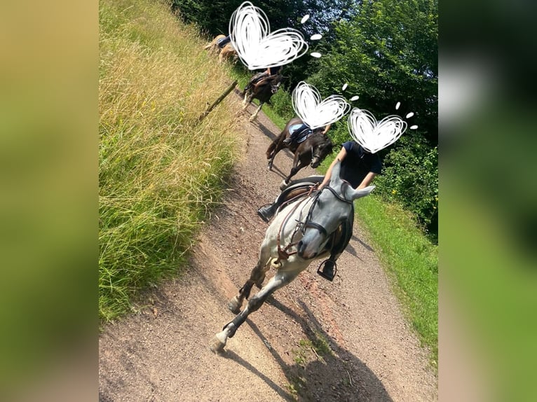 Polish Warmblood Mare 13 years 15,2 hh Gray-Dapple in Tholey