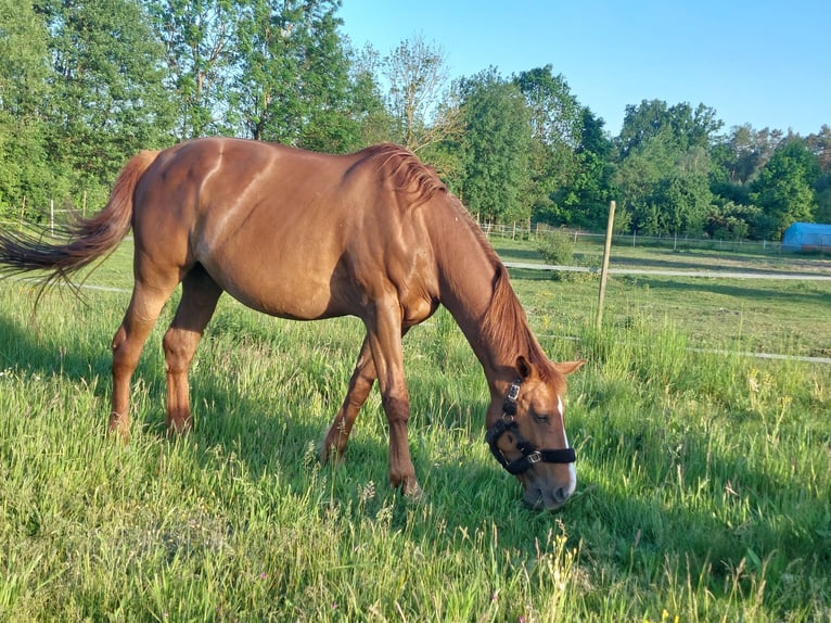 Polish Warmblood Mare 13 years 16,2 hh Chestnut in Trzciel