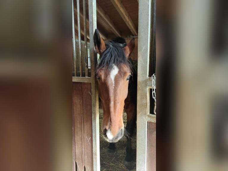 Polish Warmblood Mare 14 years 16 hh in Ulm