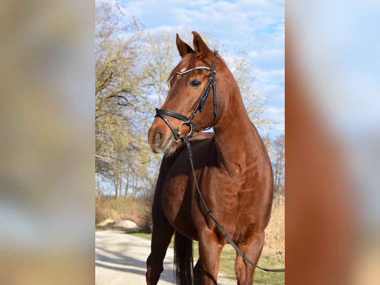 Polish Warmblood Mare 15 years 16 hh Chestnut-Red in Pyrbaum-Seligenporten