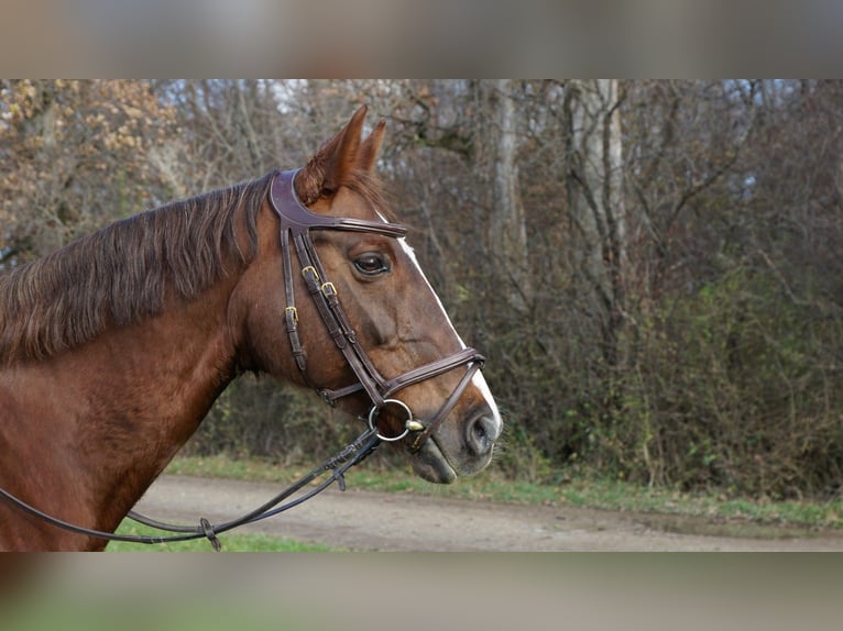 Polish Warmblood Mare 15 years 16 hh Chestnut-Red in Hohenbrunn