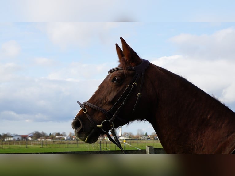 Polish Warmblood Mare 15 years 16 hh Chestnut-Red in Hohenbrunn