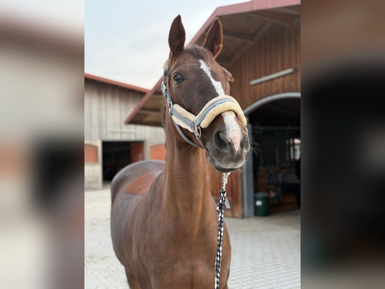 Polish Warmblood Mare 16 years 16 hh Chestnut-Red in Vaterstetten
