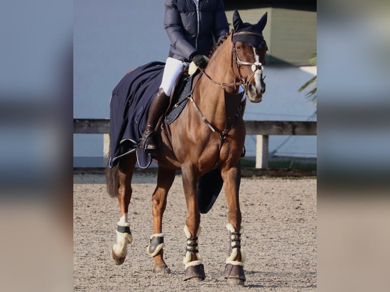 Polish Warmblood Mare 16 years 16 hh Chestnut-Red in Vaterstetten