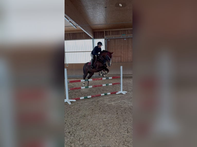 Polish Warmblood Mare 16 years 16 hh Chestnut-Red in Vaterstetten