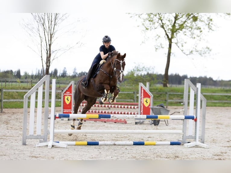 Polish Warmblood Mare 16 years 16 hh Chestnut-Red in Vaterstetten