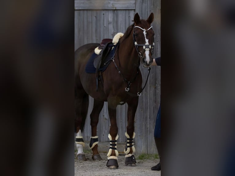 Polish Warmblood Mare 16 years 16 hh Chestnut-Red in Vaterstetten