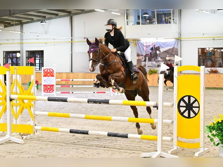 Polish Warmblood Mare 16 years 16 hh Chestnut-Red in Białystok