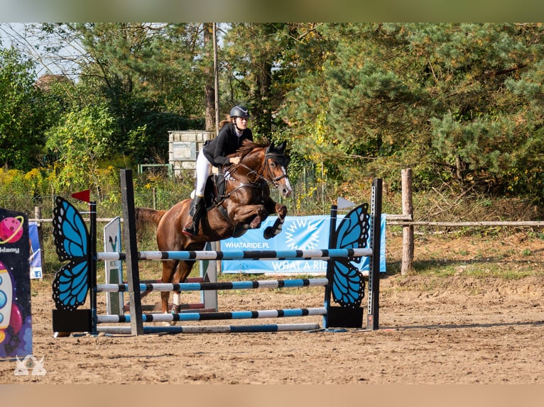 Polish Warmblood Mare 16 years 16 hh Chestnut-Red in Białystok