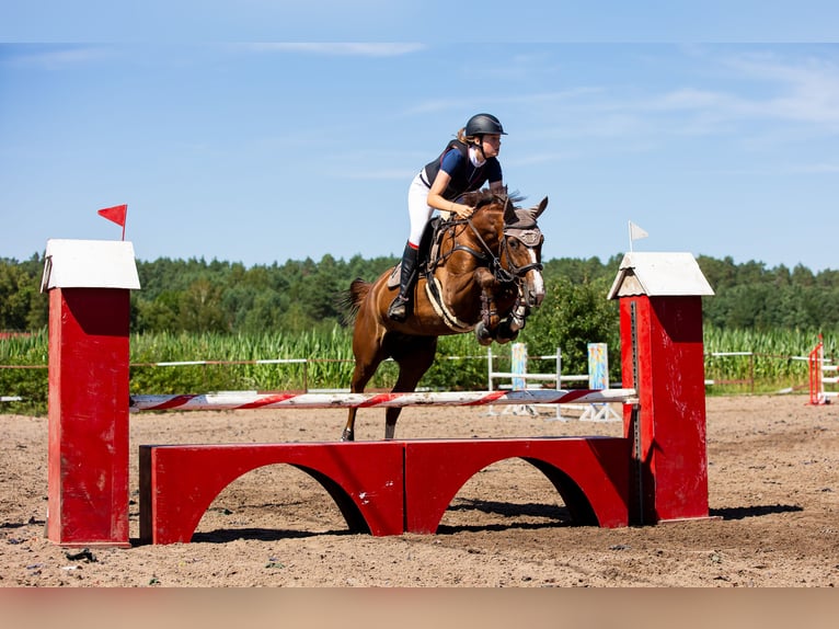 Polish Warmblood Mare 16 years 16 hh Chestnut-Red in Białystok