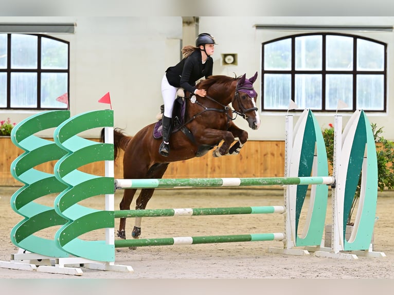 Polish Warmblood Mare 16 years 16 hh Chestnut-Red in Białystok