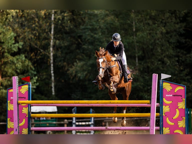 Polish Warmblood Mare 16 years 16 hh Chestnut-Red in Białystok