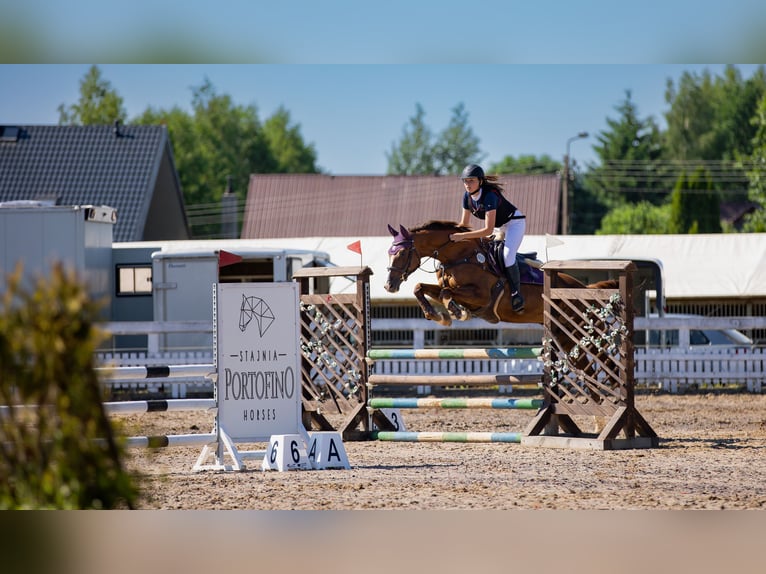 Polish Warmblood Mare 16 years 16 hh Chestnut-Red in Białystok