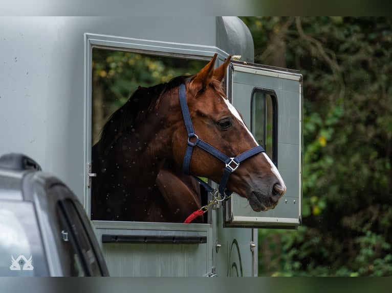 Polish Warmblood Mare 16 years 16 hh Chestnut-Red in Białystok