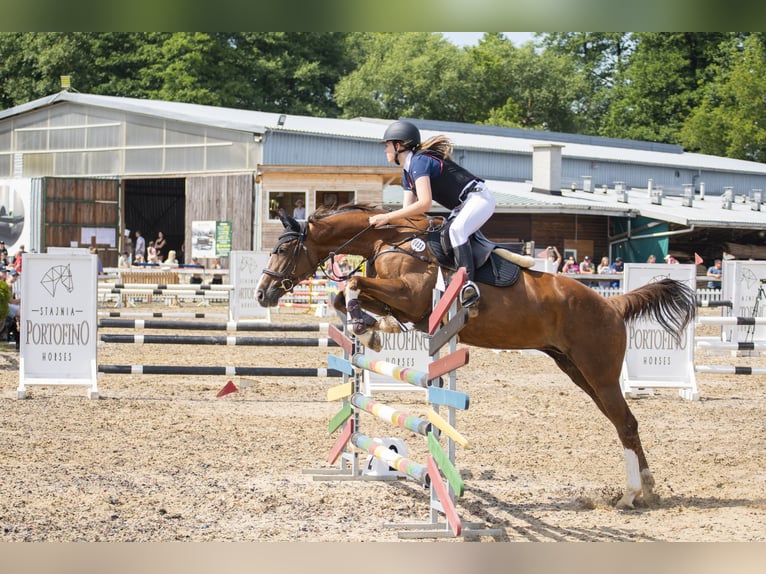 Polish Warmblood Mare 16 years 16 hh Chestnut-Red in Białystok