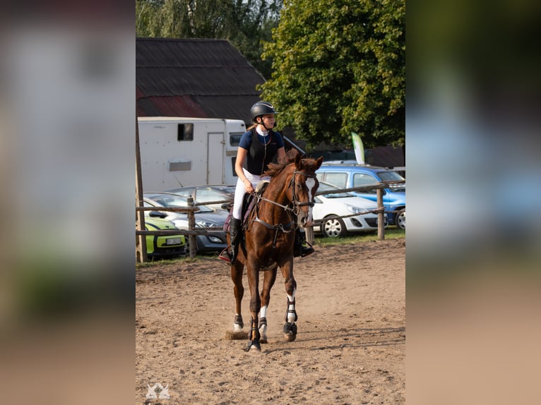 Polish Warmblood Mare 16 years 16 hh Chestnut-Red in Białystok