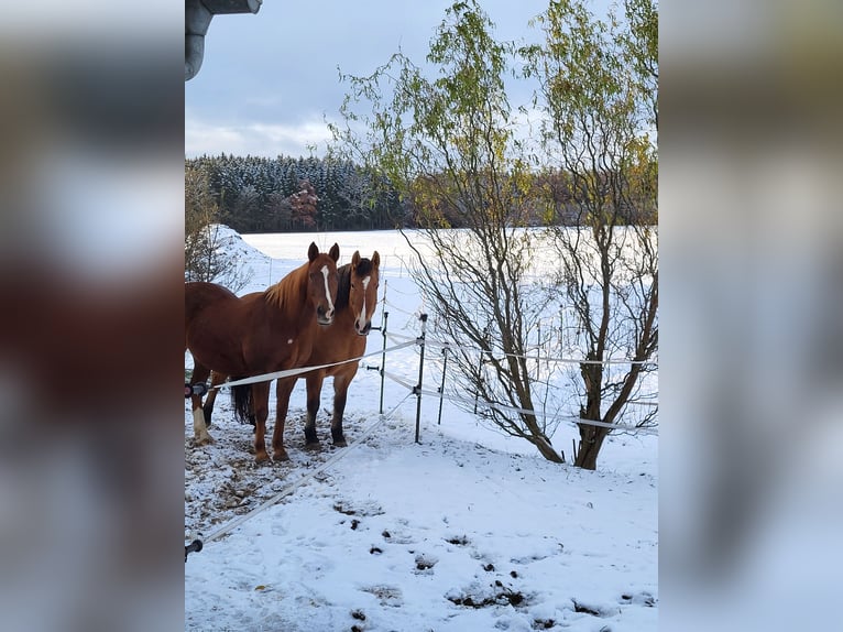 Polish Warmblood Mare 17 years 15 hh Dun in Otting