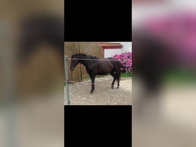 Polish Warmblood Mare 17 years 16 hh Black in Neuhofen im Innkreis