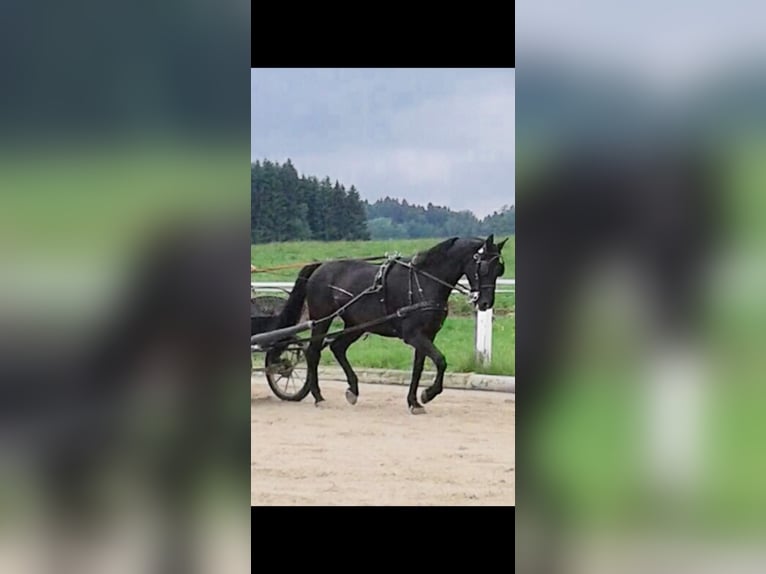 Polish Warmblood Mare 17 years 16 hh Black in Neuhofen im Innkreis