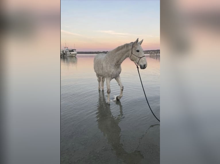 Polish Warmblood Mare 17 years 16,1 hh Grey-Fleabitten in Die&#xDF;en am Ammersee