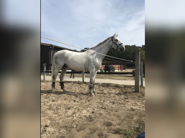 Polish Warmblood Mare 17 years 16,1 hh Grey-Fleabitten in Die&#xDF;en am Ammersee