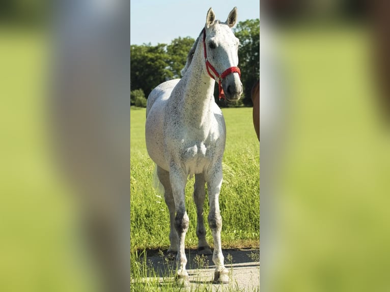 Polish Warmblood Mare 17 years 16,1 hh Grey-Fleabitten in Die&#xDF;en am Ammersee