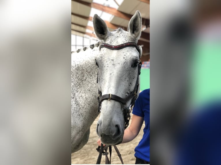 Polish Warmblood Mare 17 years 16,1 hh Grey-Fleabitten in Die&#xDF;en am Ammersee