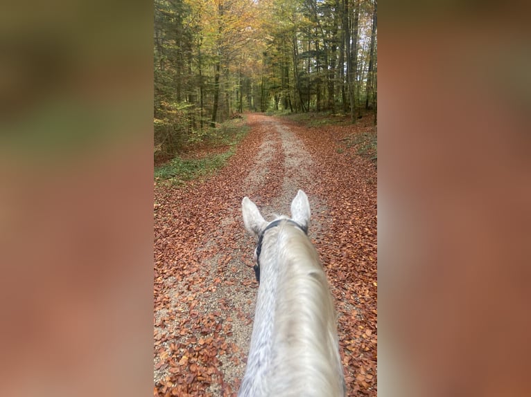 Polish Warmblood Mare 17 years 16,1 hh Grey-Fleabitten in Die&#xDF;en am Ammersee