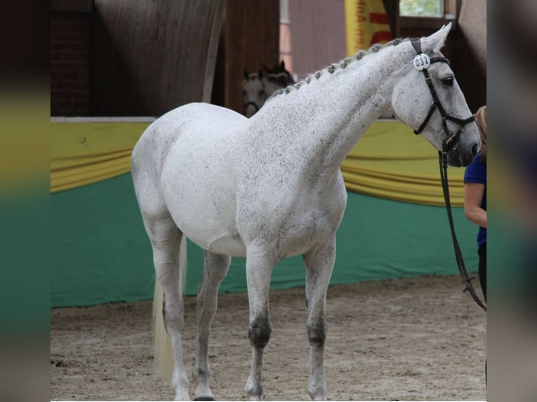 Polish Warmblood Mare 17 years 16,1 hh Grey-Fleabitten in Die&#xDF;en am Ammersee