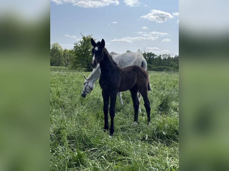 Polish Warmblood Mare 18 years 16,1 hh Gray in Papenhagen