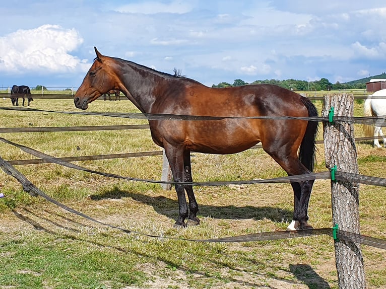 Polish Warmblood Mare 18 years 16 hh Bay-Dark in Wehrheim