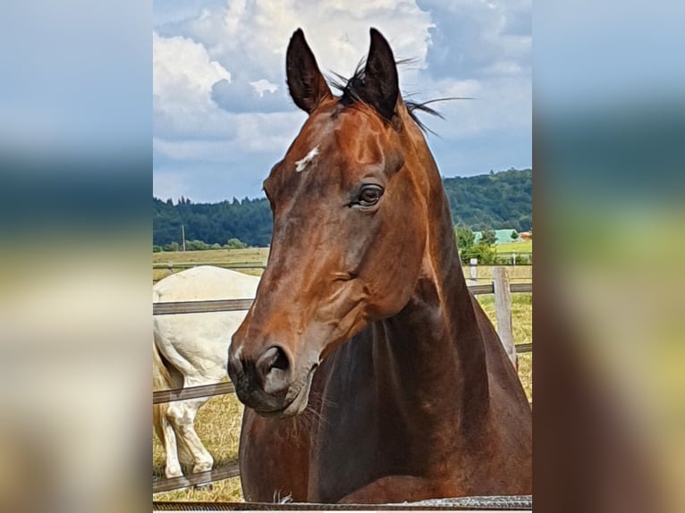 Polish Warmblood Mare 18 years 16 hh Bay-Dark in Wehrheim