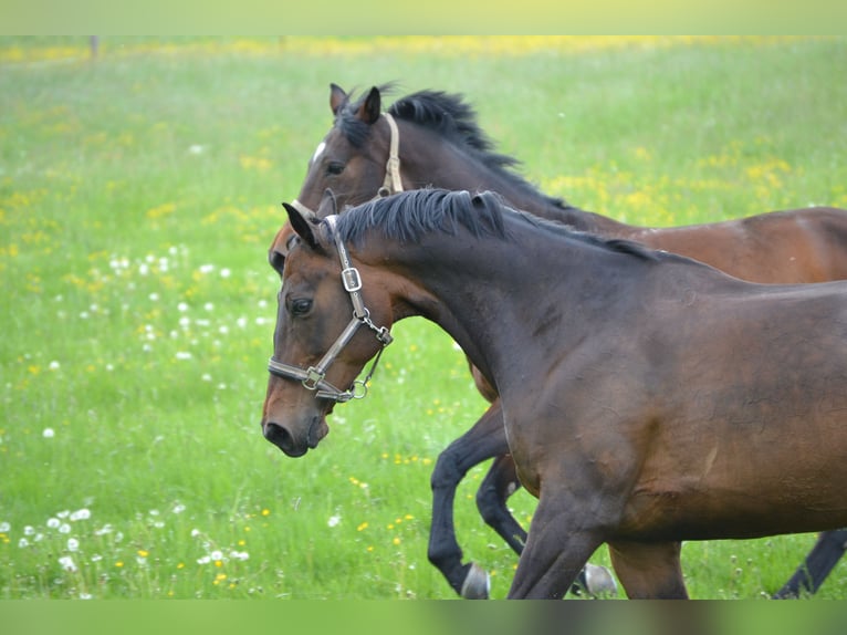 Polish Warmblood Mare 18 years 16 hh Bay-Dark in Wehrheim