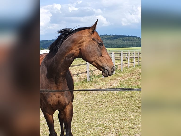 Polish Warmblood Mare 18 years 16 hh Bay-Dark in Wehrheim