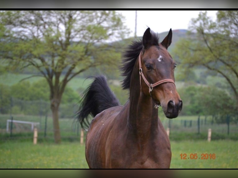 Polish Warmblood Mare 18 years 16 hh Bay-Dark in Wehrheim