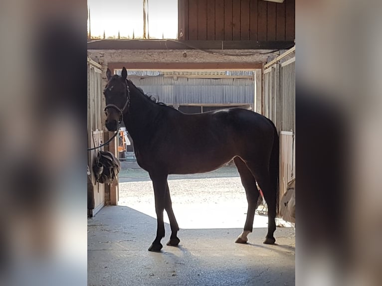 Polish Warmblood Mare 18 years 16 hh Bay-Dark in Wehrheim