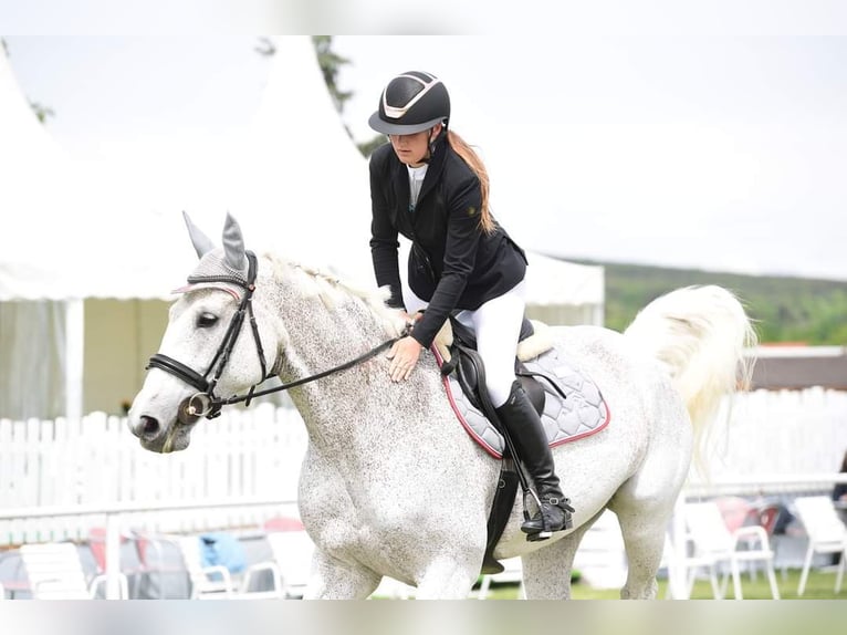 Polish Warmblood Mare 19 years 16,3 hh Gray in Lassee