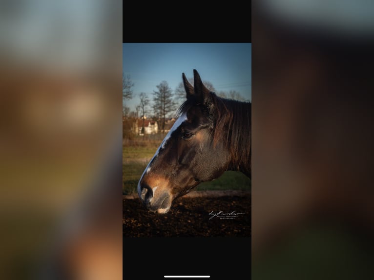 Polish Warmblood Mare 19 years 16 hh in Wollbach