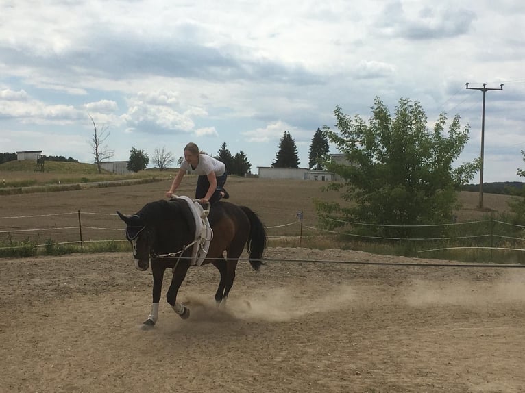 Polish Warmblood Mare 19 years 16 hh in Wollbach