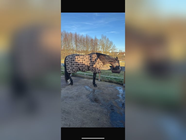 Polish Warmblood Mare 19 years 16 hh in Wollbach