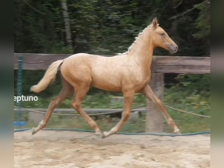 Polish Warmblood Mare 1 year 16,1 hh Palomino in Gronków