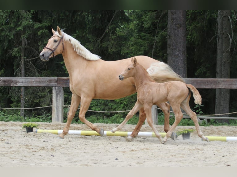 Polish Warmblood Mare 1 year 16,1 hh Palomino in Gronków